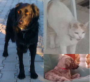 Sam, black dog, BJ the cat and Lady, young puppy
